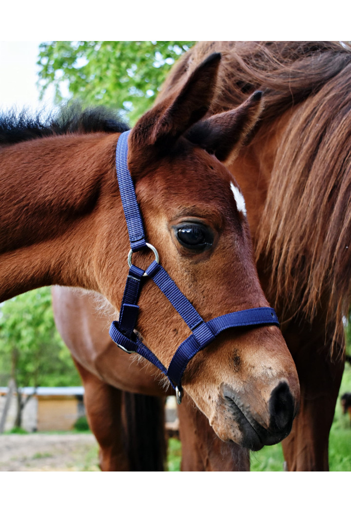 Headcollar START for foal