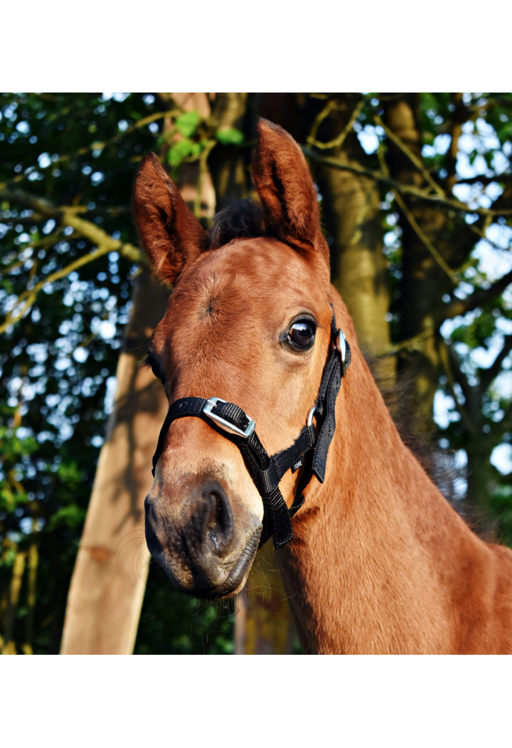 Cavezza START per foal