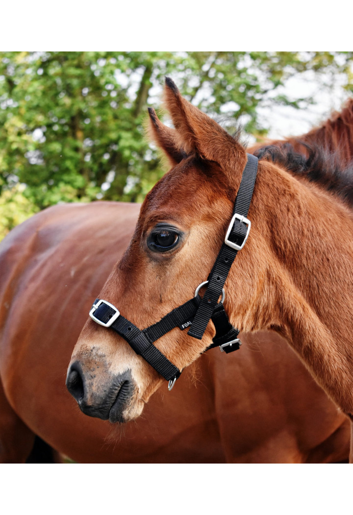 Cavezza START per foal