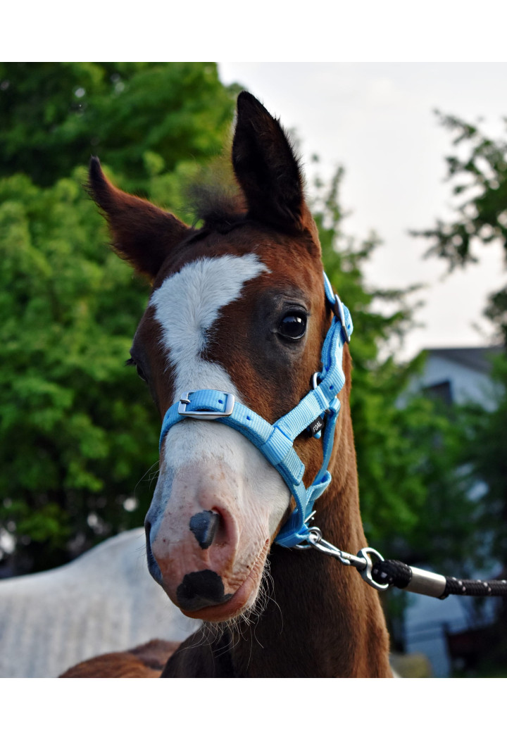 Headcollar START for foal