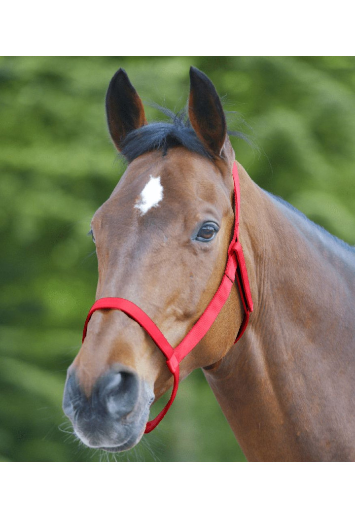 Cavezza WALDHAUSEN Grazing