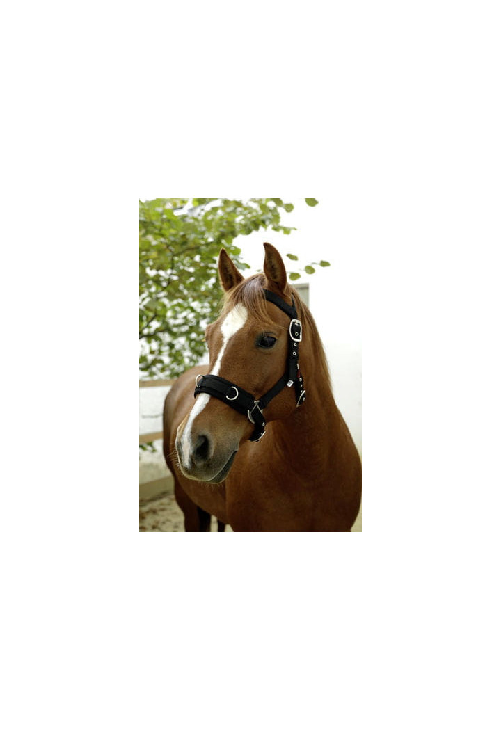Lunge cavesson KERBL Plastic