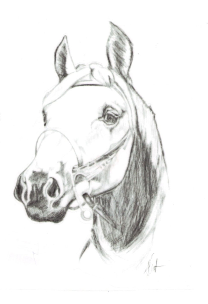 DO STAJNI autoadesivo disegno 4 nero