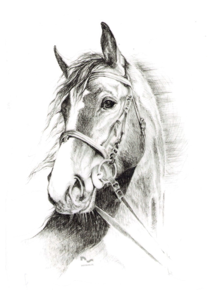 DO STAJNI autoadesivo disegno 7 nero