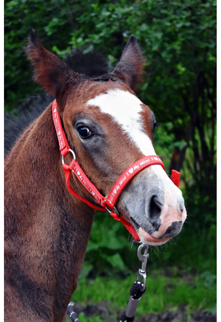 Headcollar START ILoveMyMini for foal