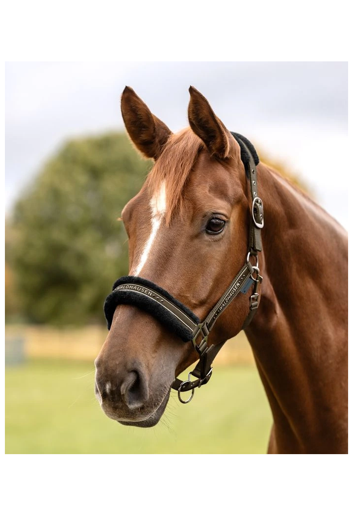 Headcollar WALDHAUSEN Elegant