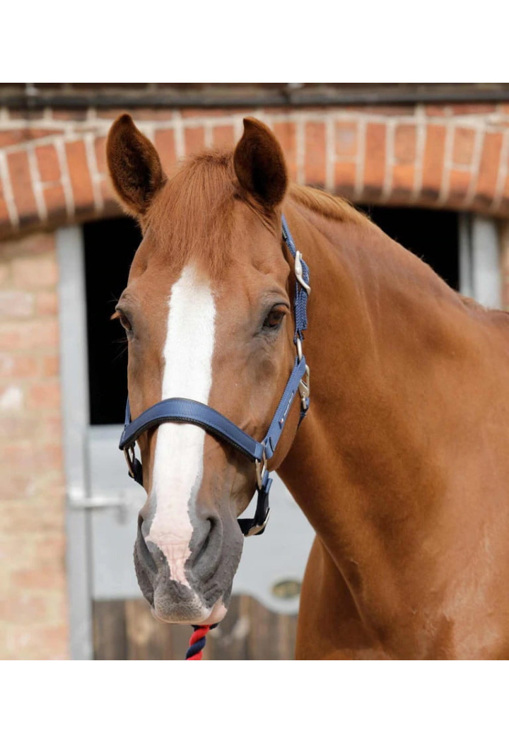 Halfter PREMIER EQUINE Plain