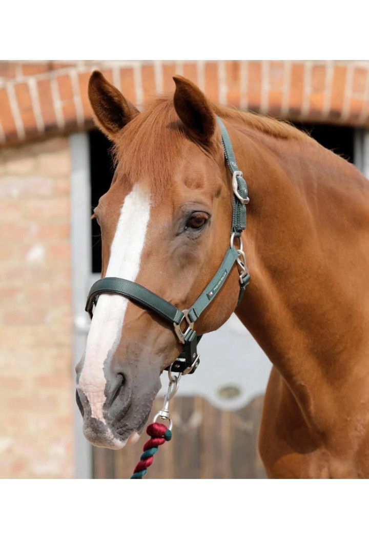 Halfter PREMIER EQUINE Plain