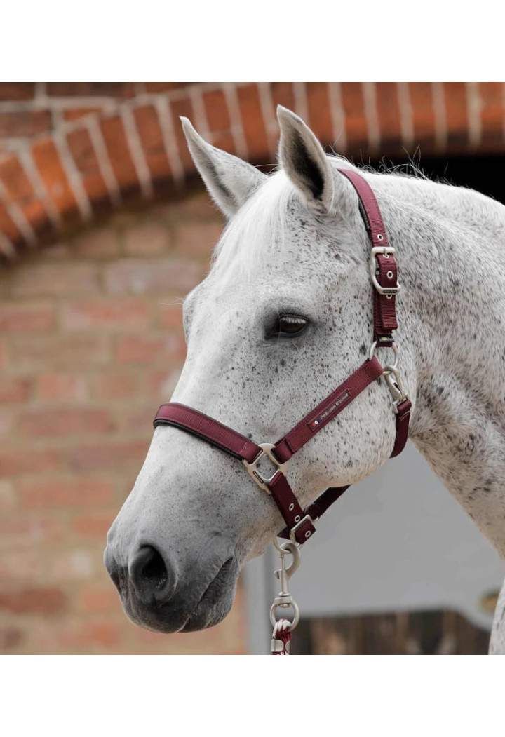 Halfter PREMIER EQUINE Plain