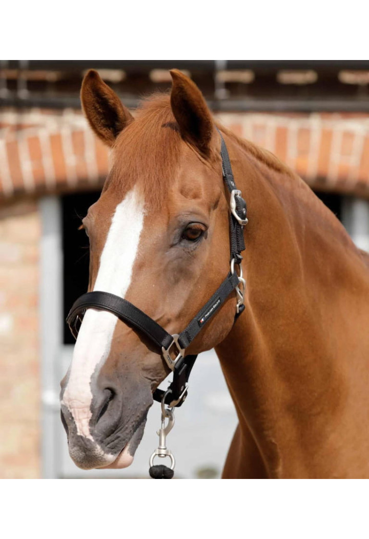 Halfter PREMIER EQUINE Plain