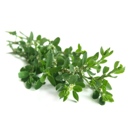 Vogelknöterich EQUIHERBS 500g
