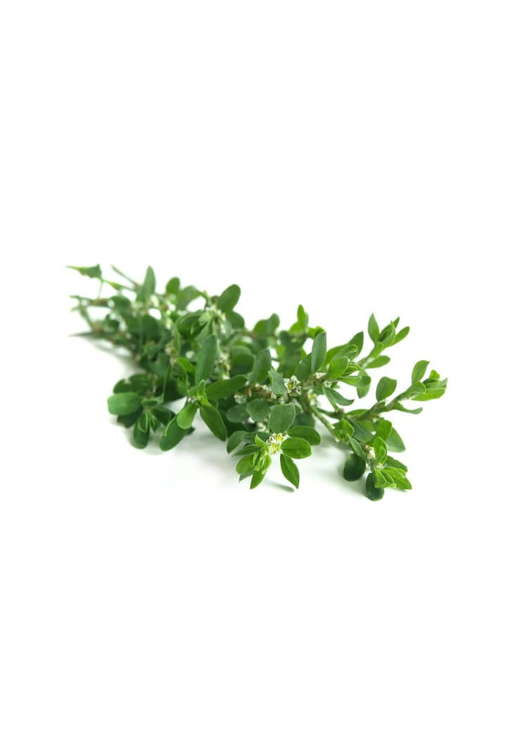 Rdest ptasi EQUIHERBS 500g