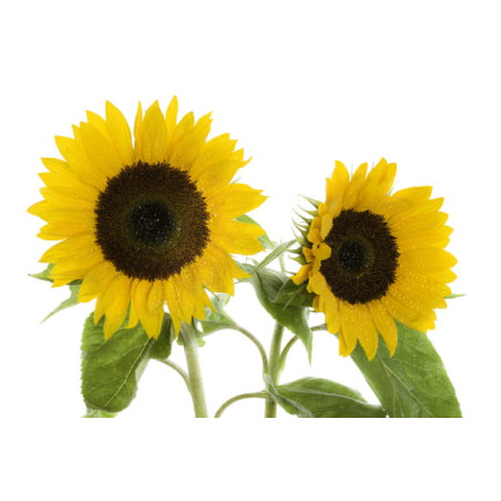 EQUIHERBS 7kg sunflower shell