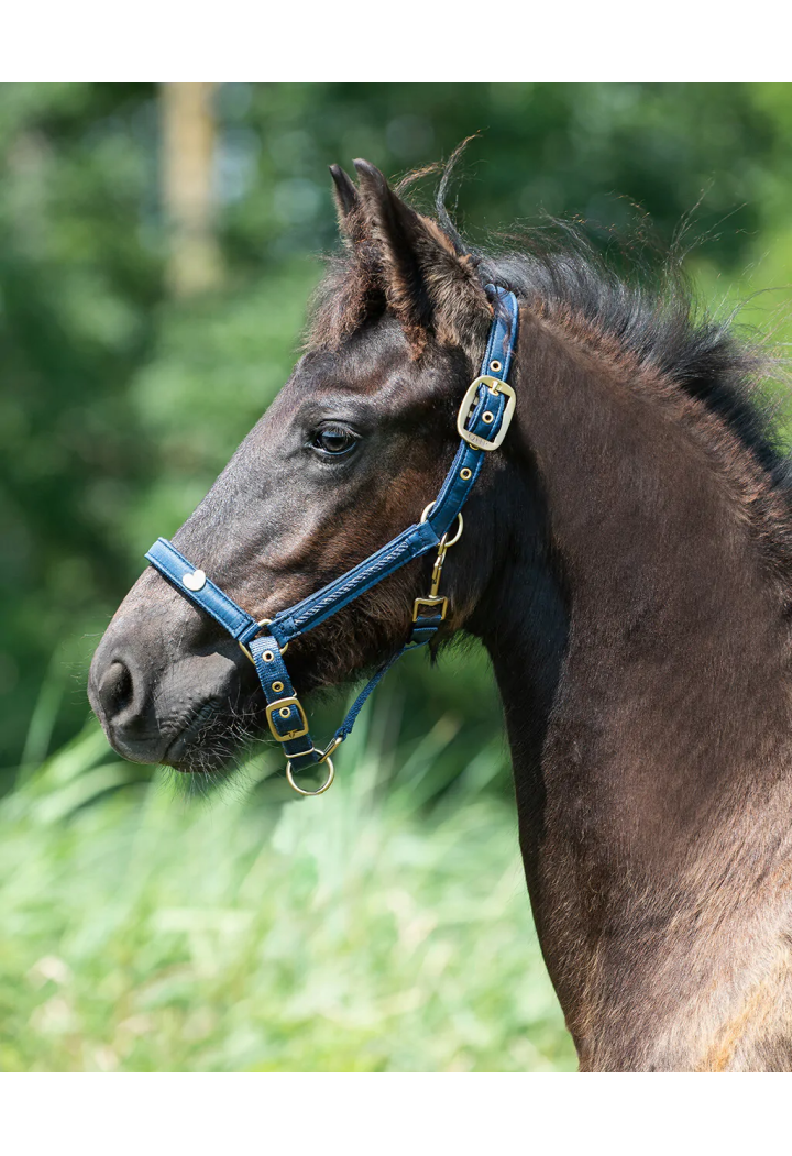 Cavezza QHP Lily FOAL