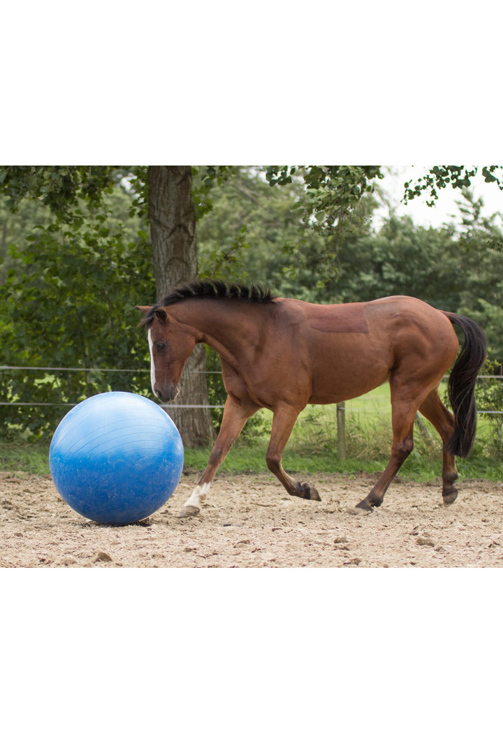 Palla di cavallo QHP calcio