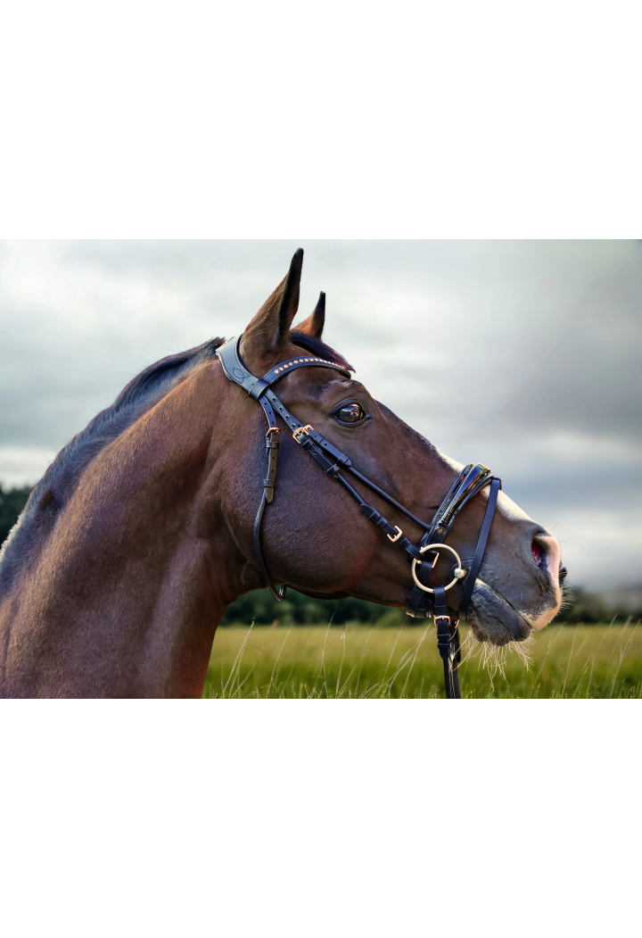 Bridle EQ.QUEEN Io