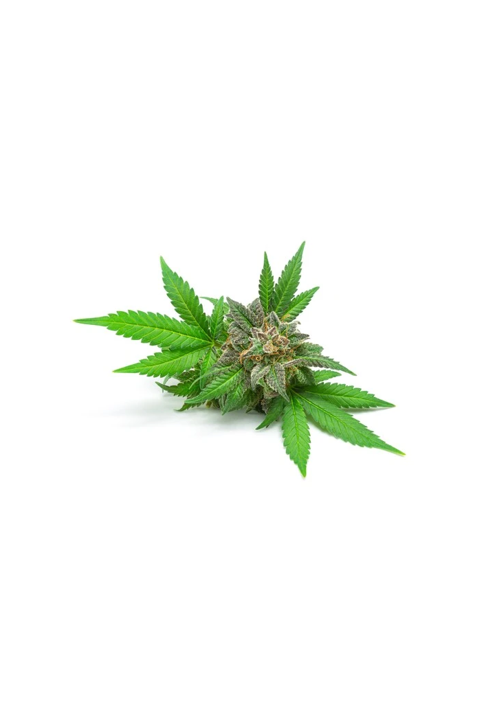 Hemp oil EQUIHERBS 1l