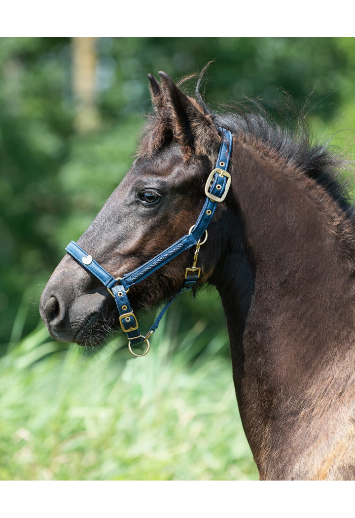 Ohlávka QHP Lily FOAL