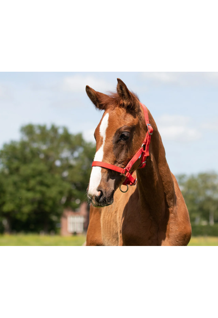 Halfter Fohlen QHP Falabella