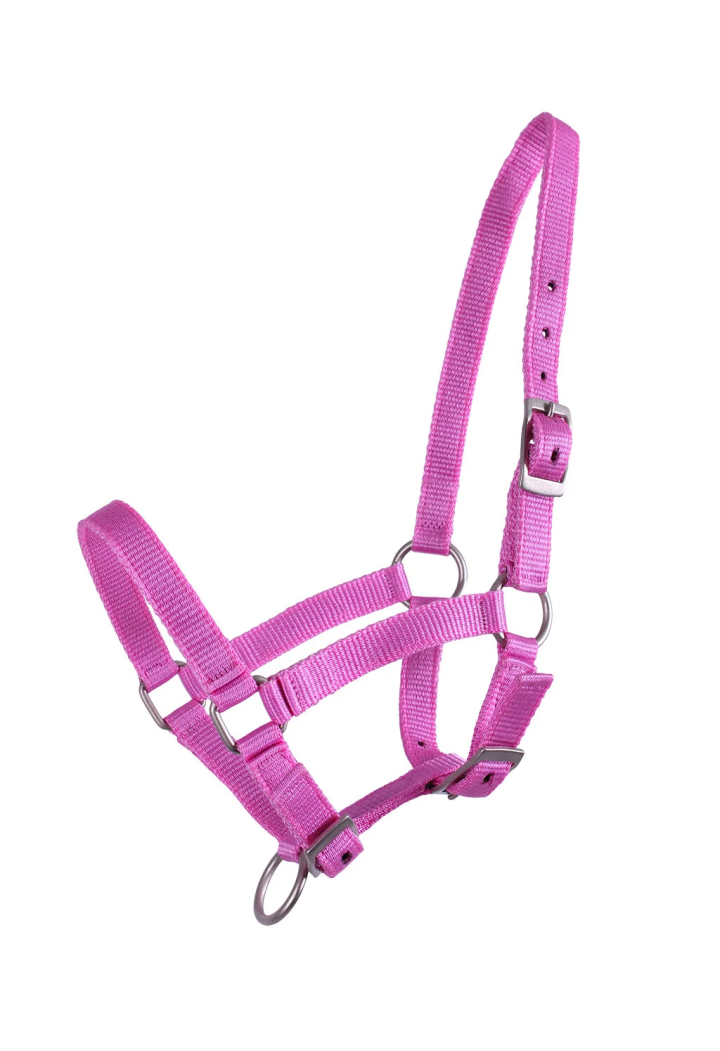 Cavezza foals QHP Falabella