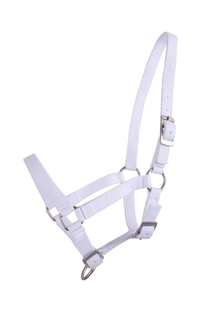 Cavezza foals QHP Falabella