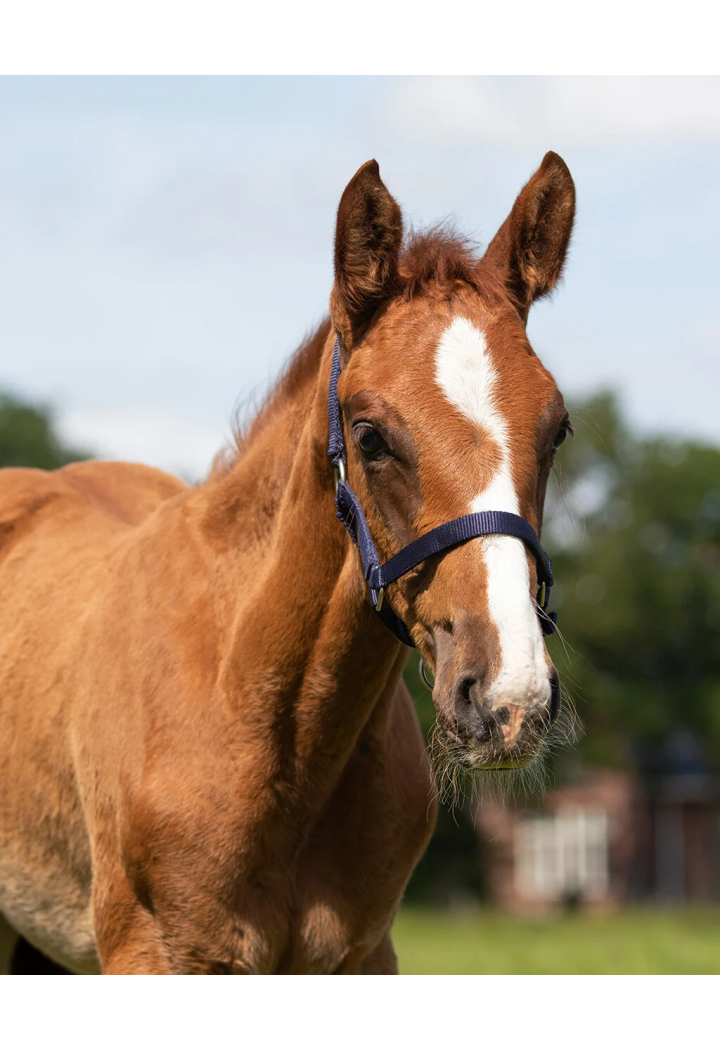 Halfter Fohlen QHP Falabella