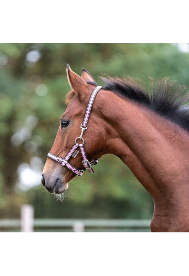Ohlávka foal KAVALKADE Fohlen
