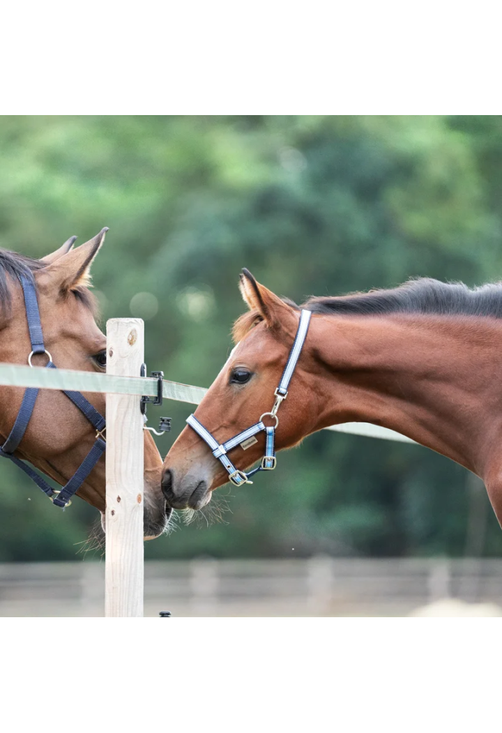 Ohlávka foal KAVALKADE Fohlen