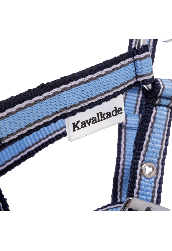 Cavezza foal KAVALKADE Fohlen