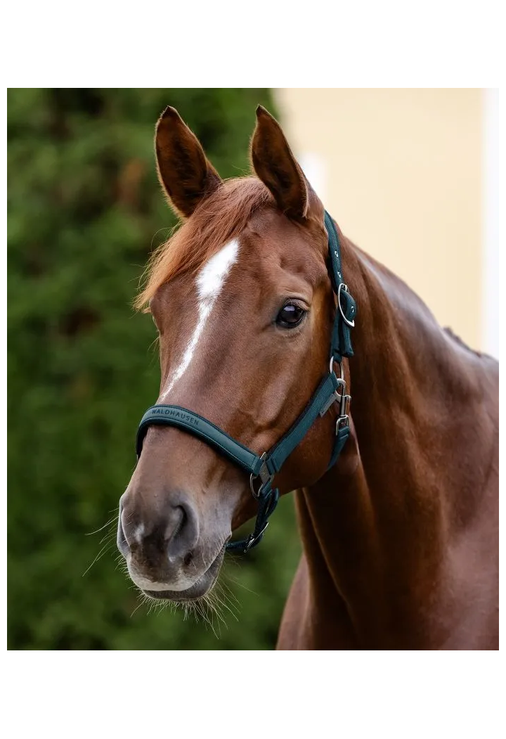 Ohlávka WALDHAUSEN Athletic