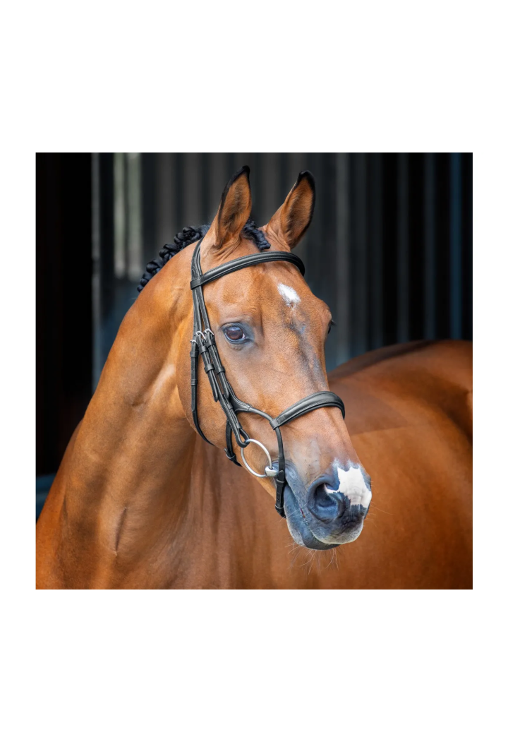 Reithalfter anatomisch SHIRES Lusso Rolled