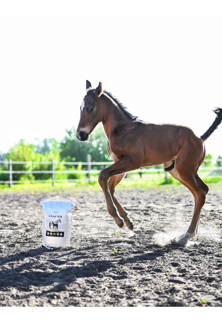latte di sostituzione OH 4 Foal Milk 4kg