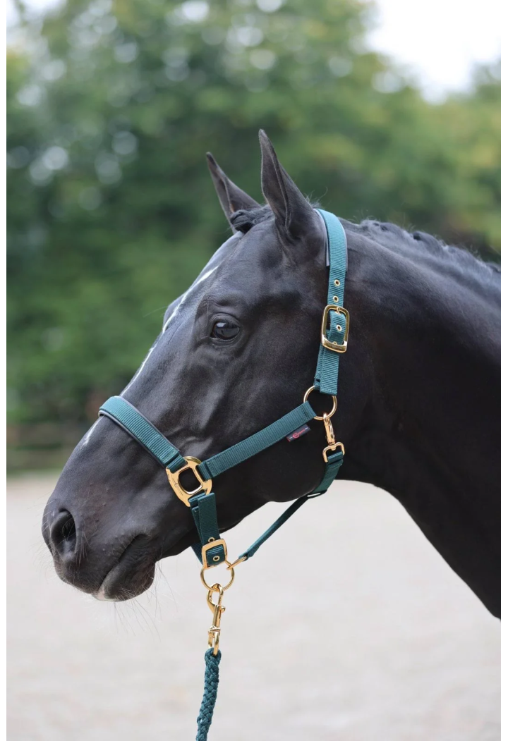 Headcollar COVALLIERO TopLine