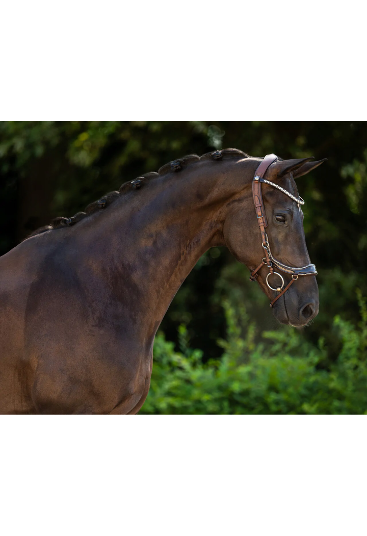 Bridle PresTEQ FaySport Glitter
