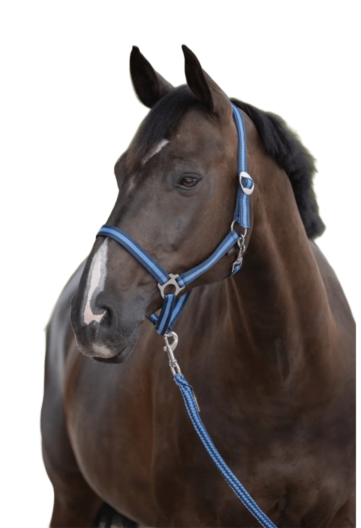 Headcollar COVALLIERO Hippo