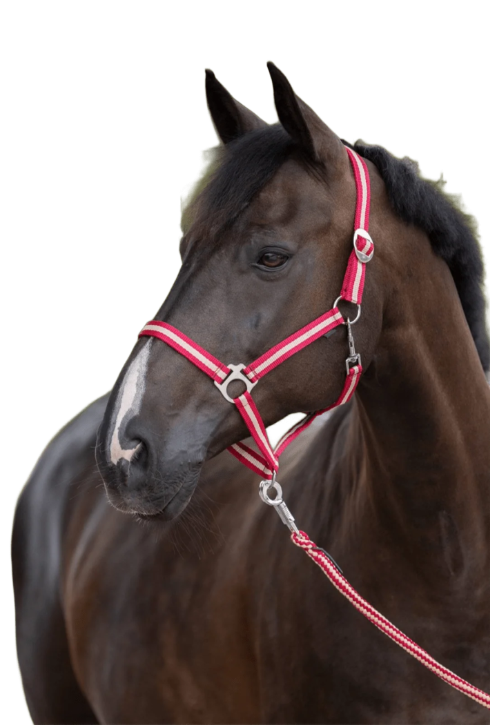 Headcollar COVALLIERO Hippo