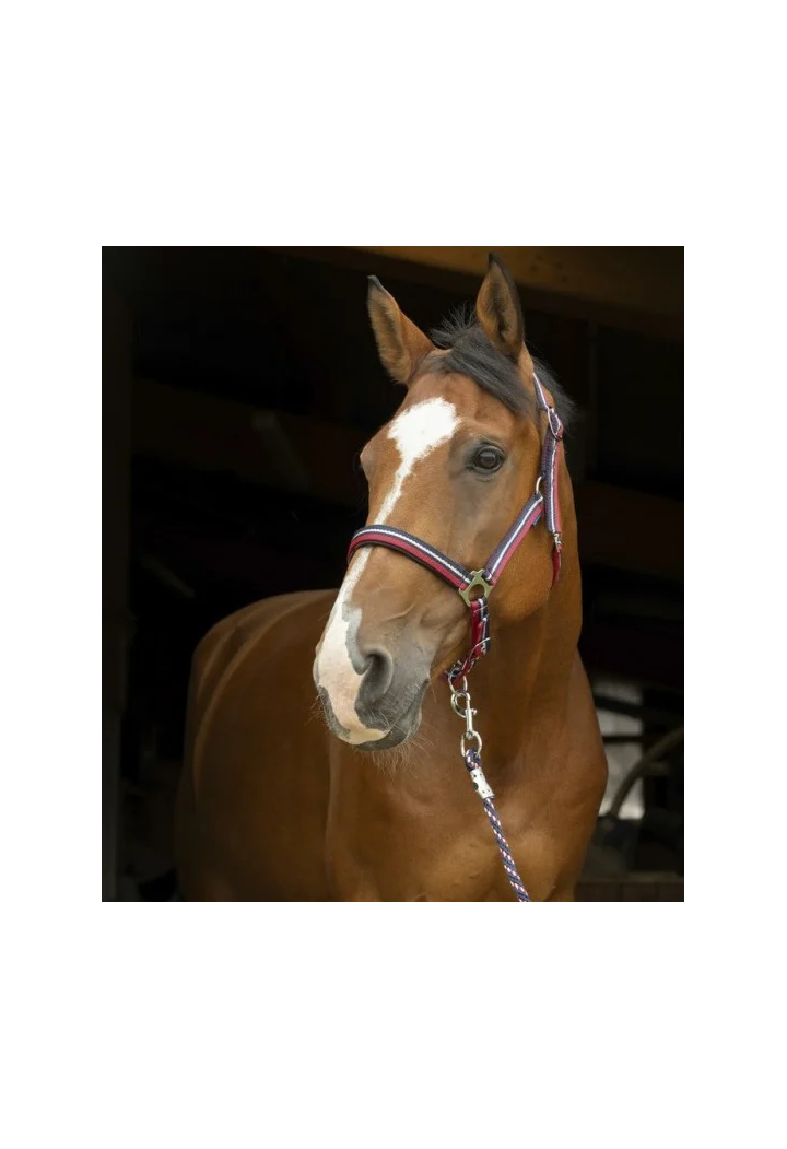 Headcollar NORTON Brillant + lead rope