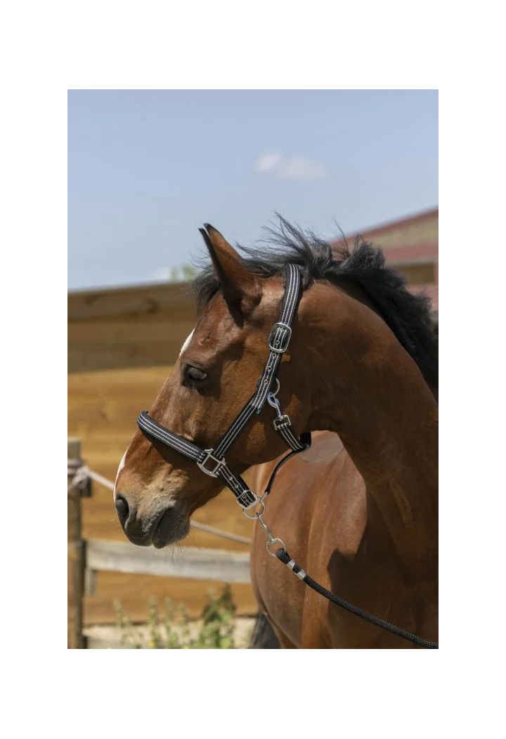 Headcollar NORTON Brillant + lead rope