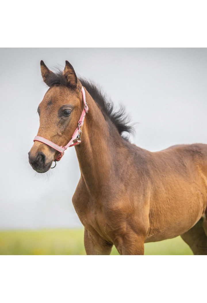 Cavezza Foaled QHP Collection 25SS