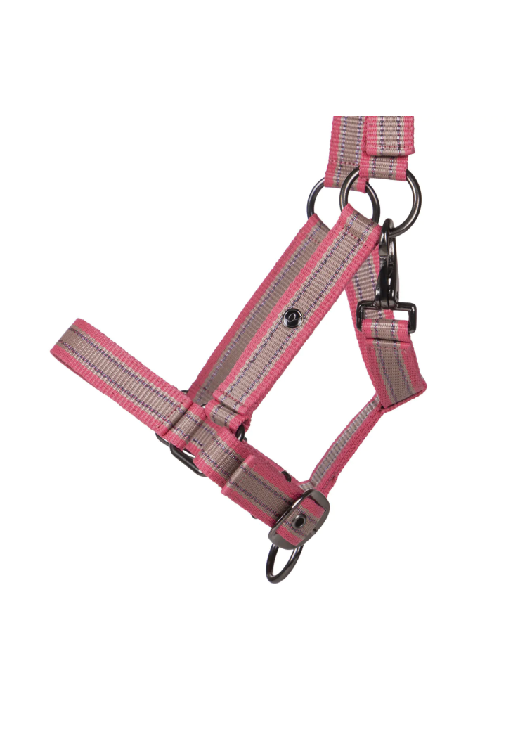 Cavezza Foaled QHP Collection 25SS