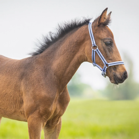 Headcollar foaled QHP Collection 25SS