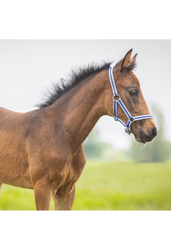 Cavezza Foaled QHP Collection 25SS