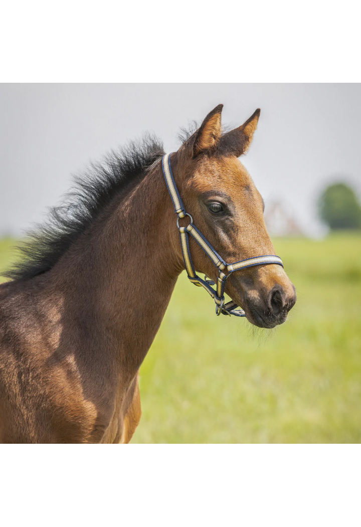 Cavezza Foaled QHP Collection 25SS