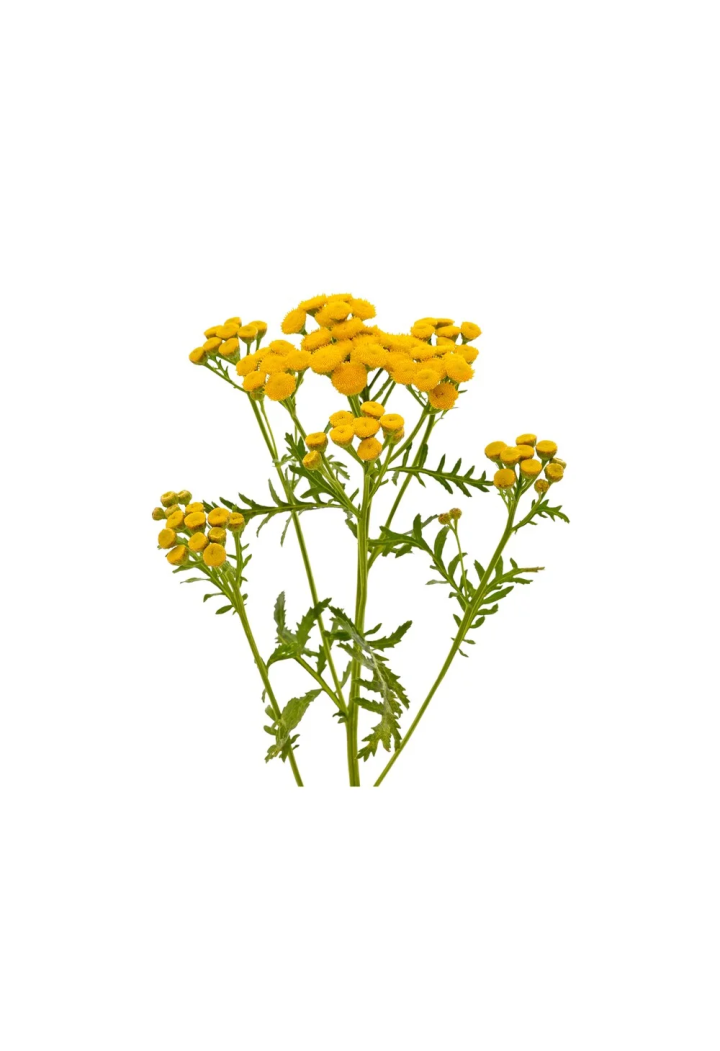 EQUIHERBS 500g Derulare