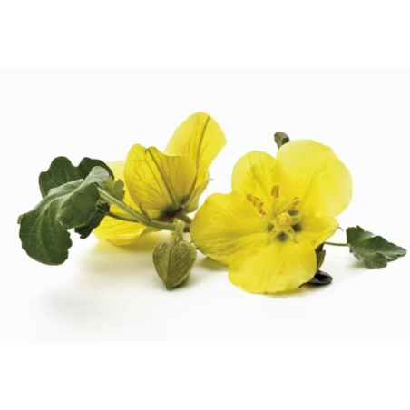 Semințe de Luminița-nopții EQUIHERBS 500g
