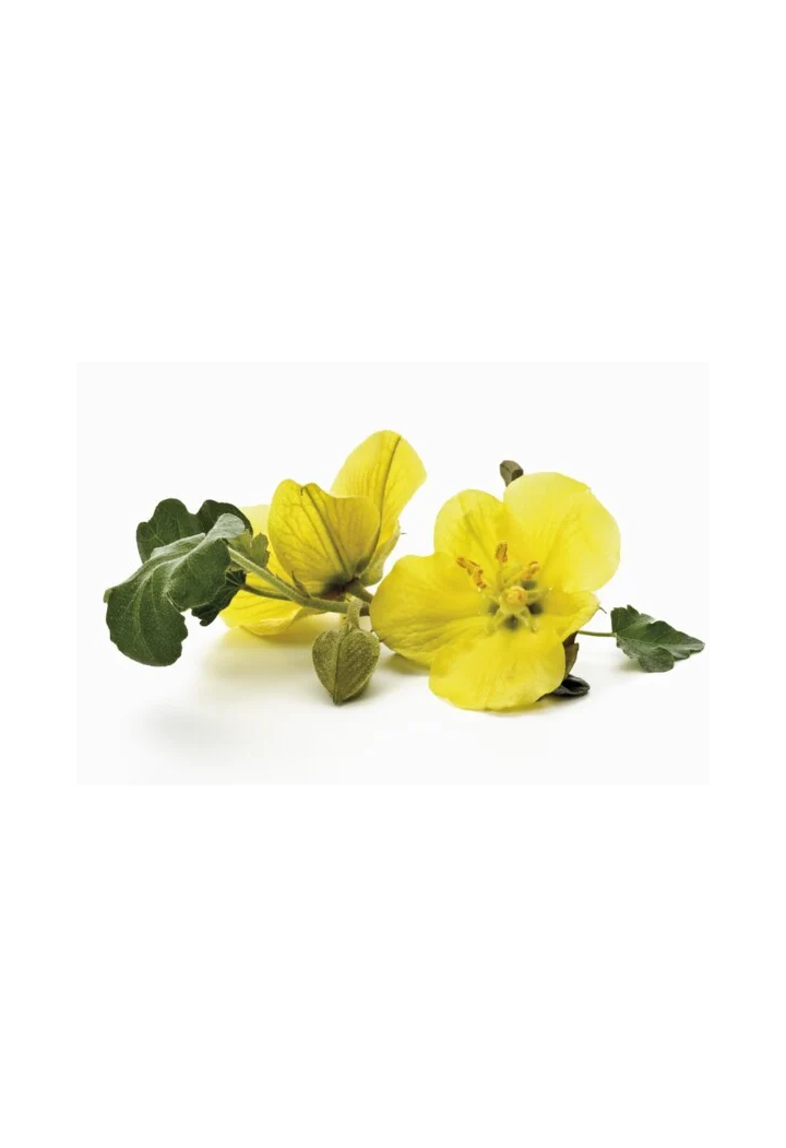 Evening primrose seed EQUIHERBS 500g seed