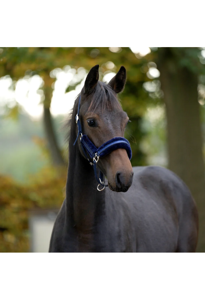 Halfter KAVALKADE FoalStar
