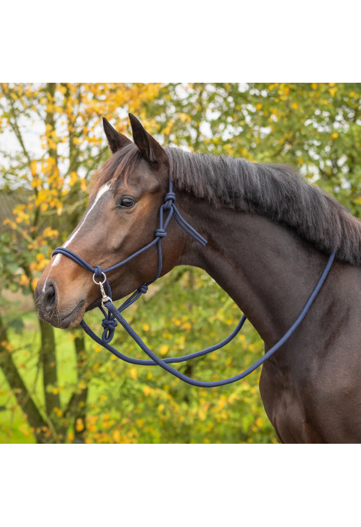 Halfter String mit Zügel QHP Color