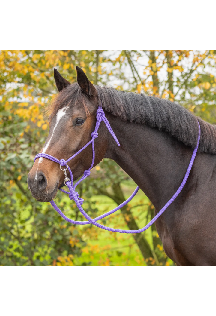 Headcollar string with reins QHP Color