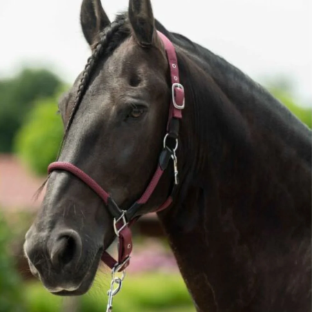 Kantar HKM Carlotta